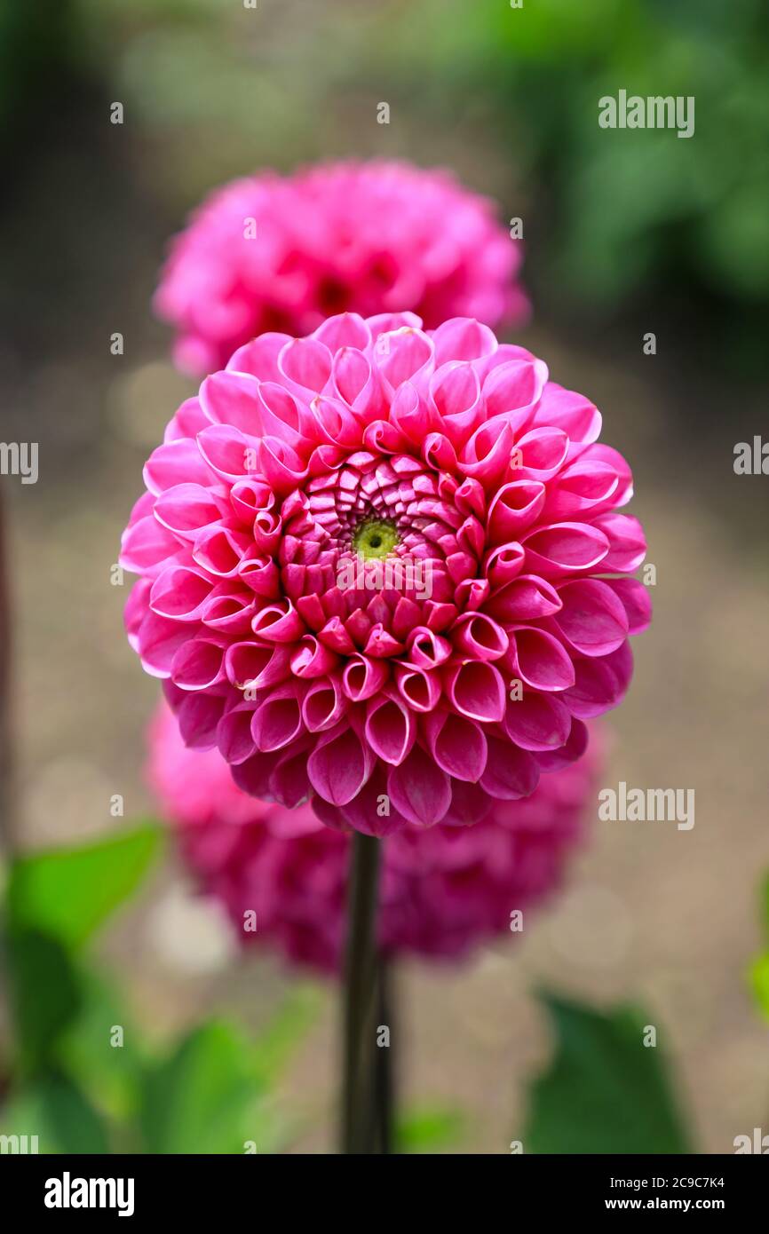 Close up shot of a pink purple flower head of a Dahlia 'Mary's Jomanda' at the National Dahlia Collection, Penzance, Cornwall, England Stock Photo