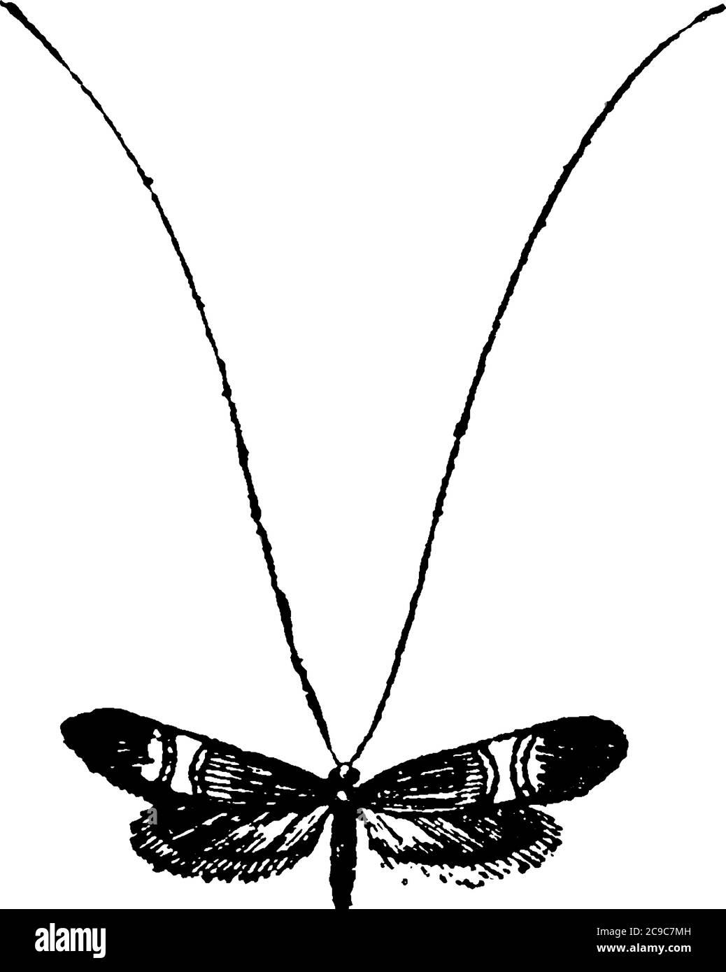 The moth with different thick patterns running through their forewings and hindwings has a very long and slender antenna, vintage line drawing or engr Stock Vector