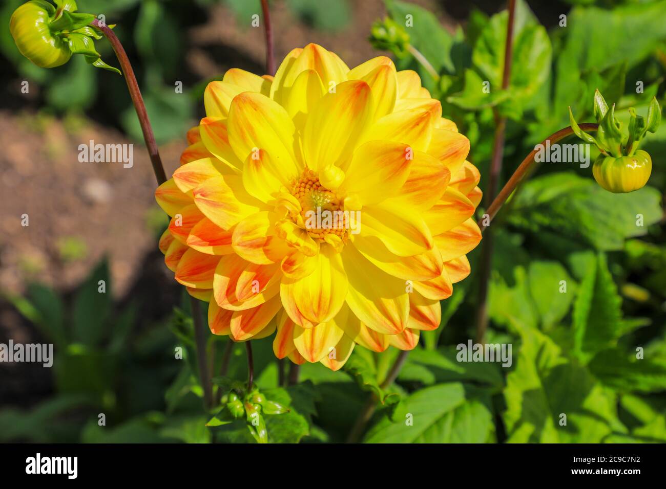 Close up shot of a yellow flower head of a Dahlia 'Flutterby' at the National Dahlia Collection, Penzance, Cornwall, England Stock Photo