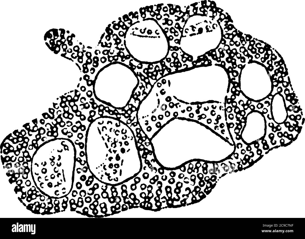 A typical representation of the egg-shaped mass of zoogloea of BReticulate zoogloea. The gelatinous swollen walls of the large crowded cocci are fused Stock Vector