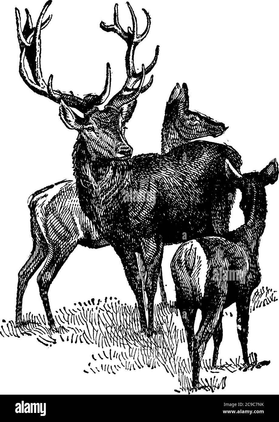 Stag, or Red Deer, is a typical species of deer, with round horns or antlers and have a basal snag in front. The females are hornless and are named hi Stock Vector