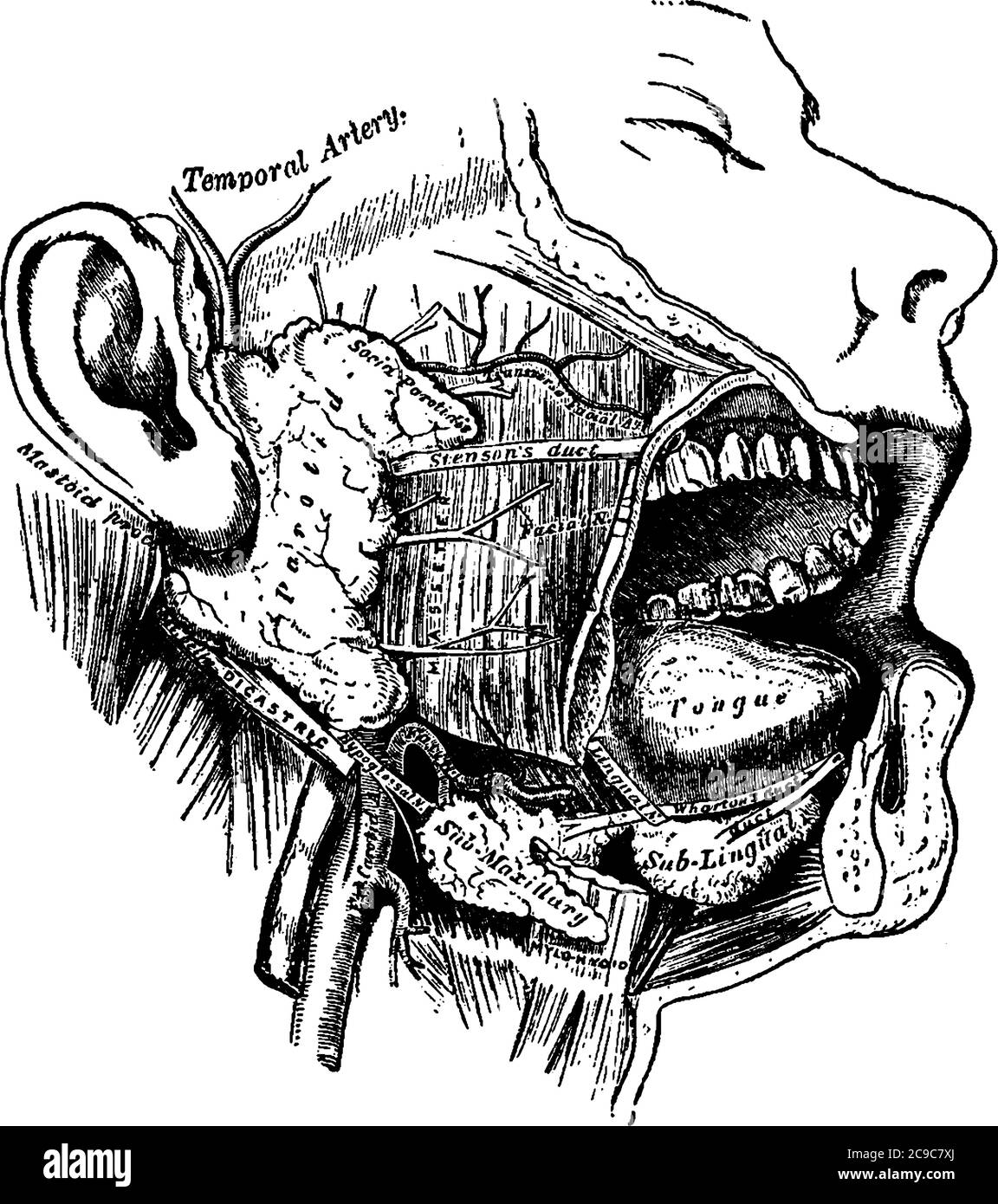 Represents human salivary glands, including the three paired major salivary glands parotid, submandibularand sublingual, vintage line drawing or engra Stock Vector