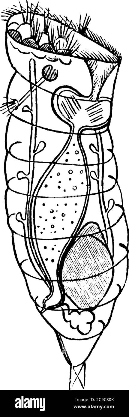 The rotifers make up a phylum of microscopic and near-microscopic pseudocoelomate animals, vintage line drawing or engraving illustration. Stock Vector