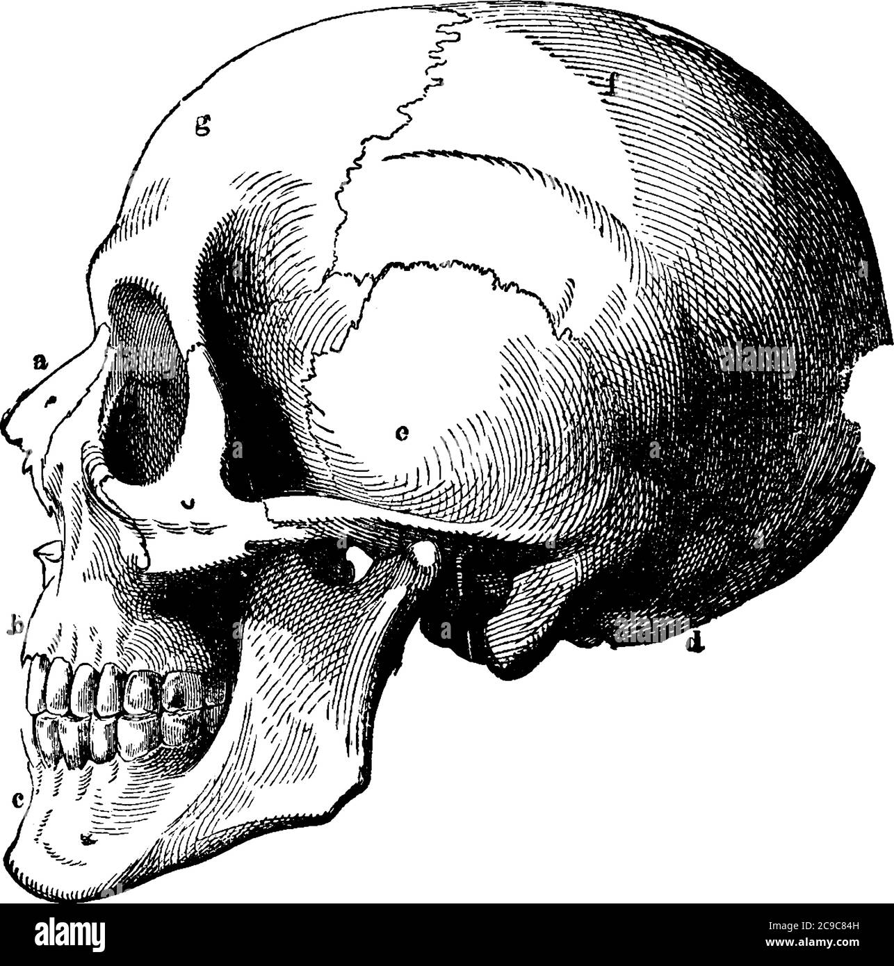 A typical representation of the human skull, with its parts labelled as a, b, c, d, e, f and g, representing, nasal bone, superior maxillary, inferior Stock Vector