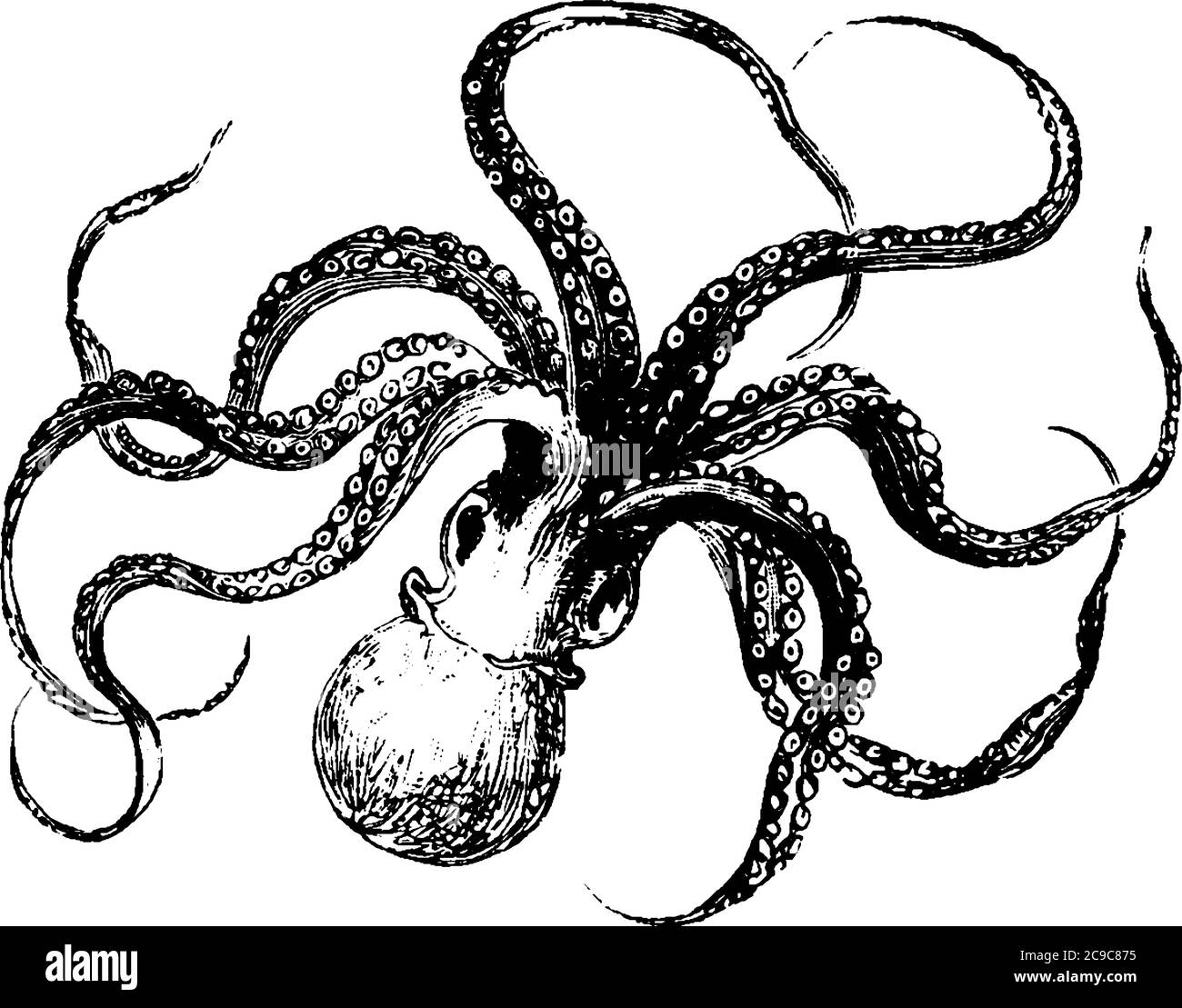 Octopus is a mollusk having soft body with eight limbs, vintage line drawing or engraving illustration. Stock Vector