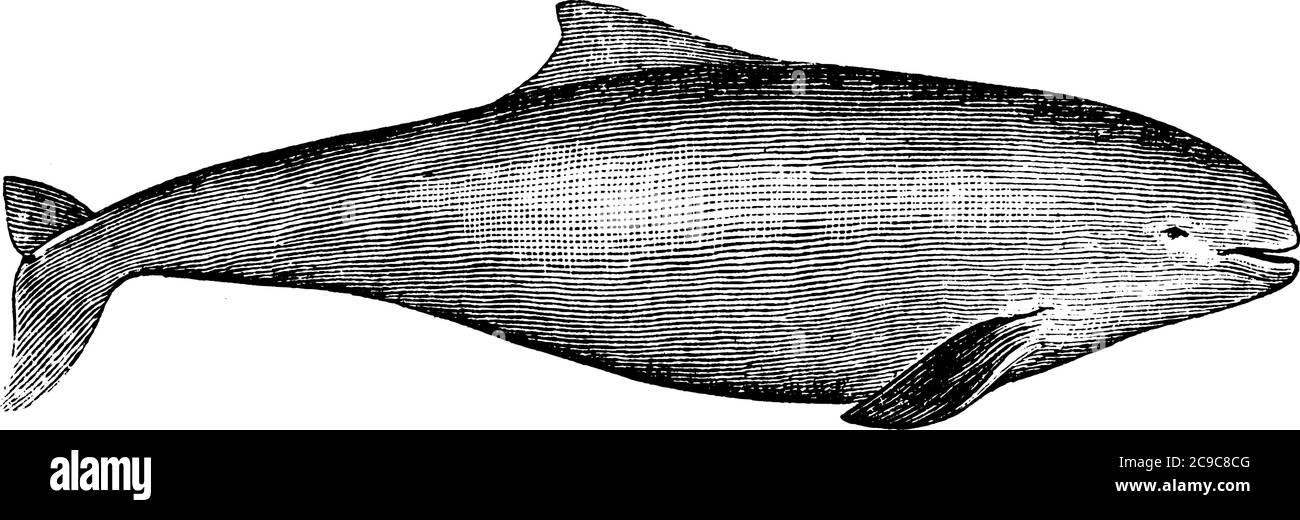 A small toothed ocean fish that is about 6 feet in length and has a blunt head not produced into a long beak, and a thick body tapering toward the tai Stock Vector