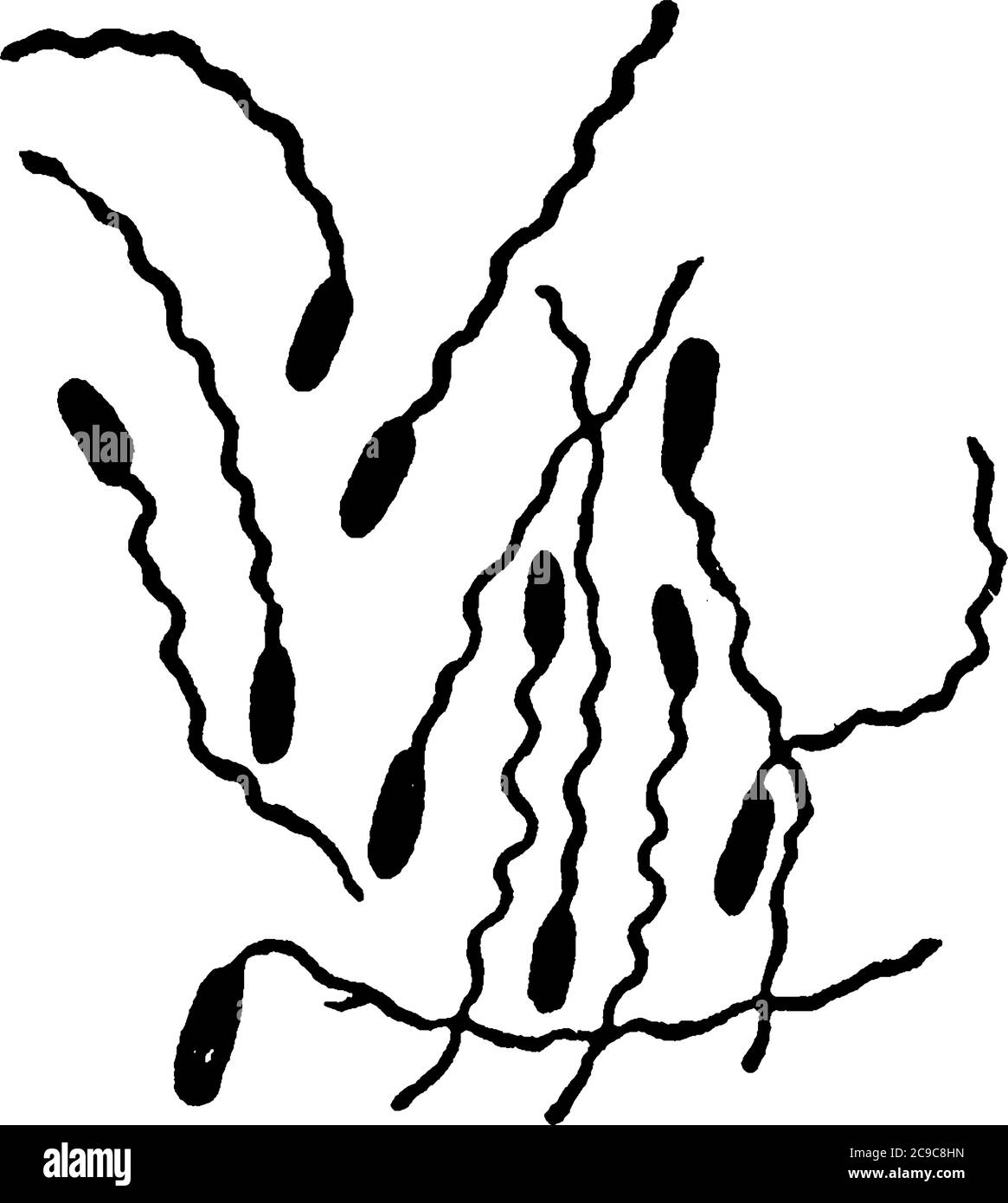 A typical representation of the motile and spirilla shaped bacteria, Pseudomonas pyocyanea, one form of bacteria showing cilia and their arrangement, Stock Vector