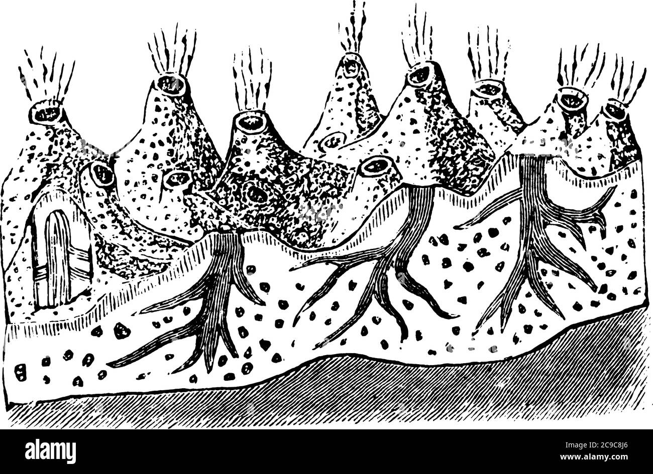 Group of sea sponges on sea bed, vintage line drawing or engraving