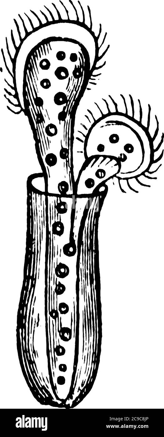 Vorticella is a genus of bell-shaped ciliates that have stalks to attach themselves to substrates, vintage line drawing or engraving illustration. Stock Vector