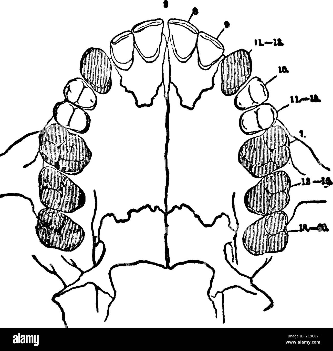 The permanent incisors, molars, and premolars are preceded by a set of deciduous or milk teeth, which are lost before maturity, and replaced by the pe Stock Vector