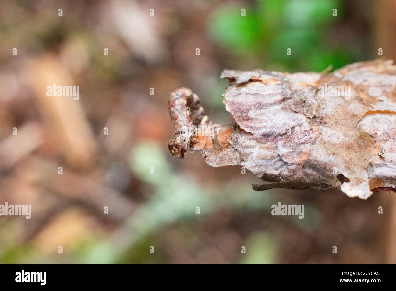 Geometer moth caterpillar on small branch. Mimicry of insects. Stock Photo