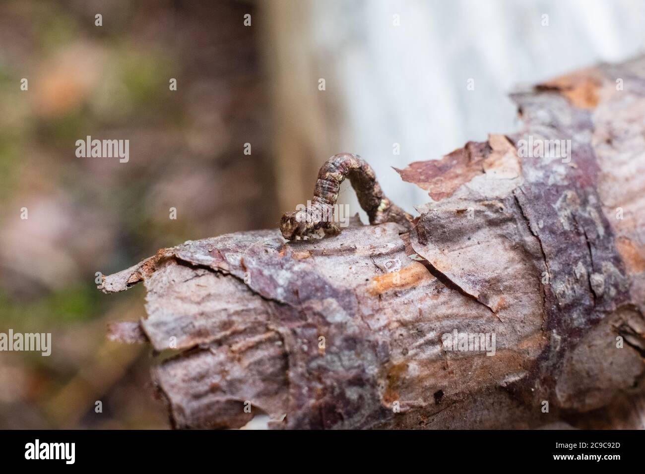 Geometer moth caterpillar on small branch. Mimicry of insects. Stock Photo