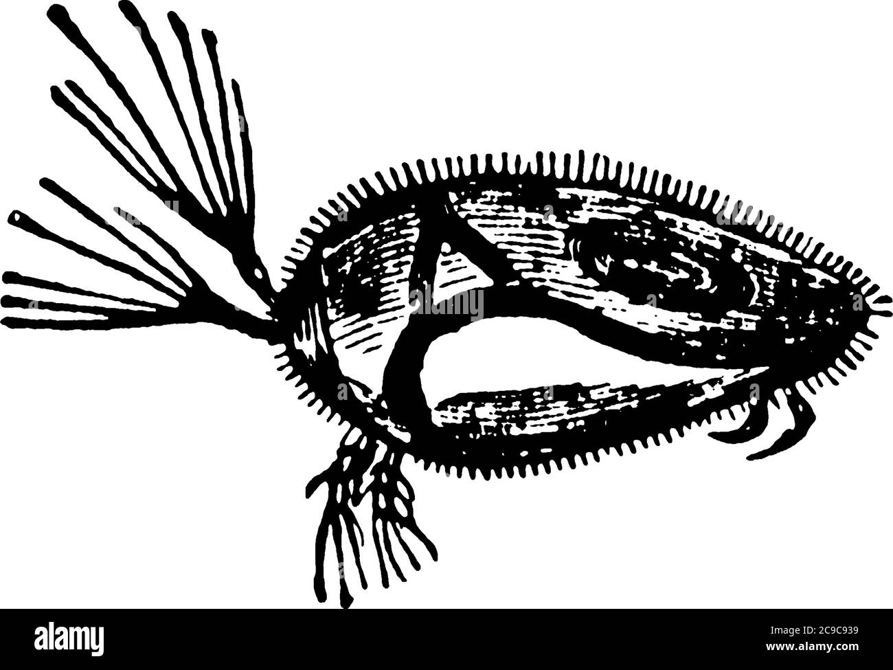 Water Flea is a microscopic organism of order Cladocera., vintage line drawing or engraving illustration. Stock Vector