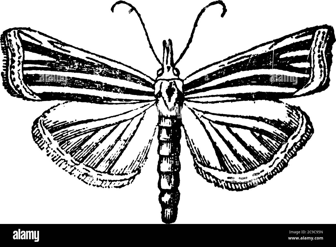 Pyralidina, a small moth with long slender bodies and with radial veins running through their forewings and hindwings. The forewings appear darker tha Stock Vector