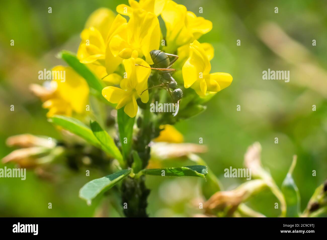 Ants on wildflowers, on a green background. Stock Photo