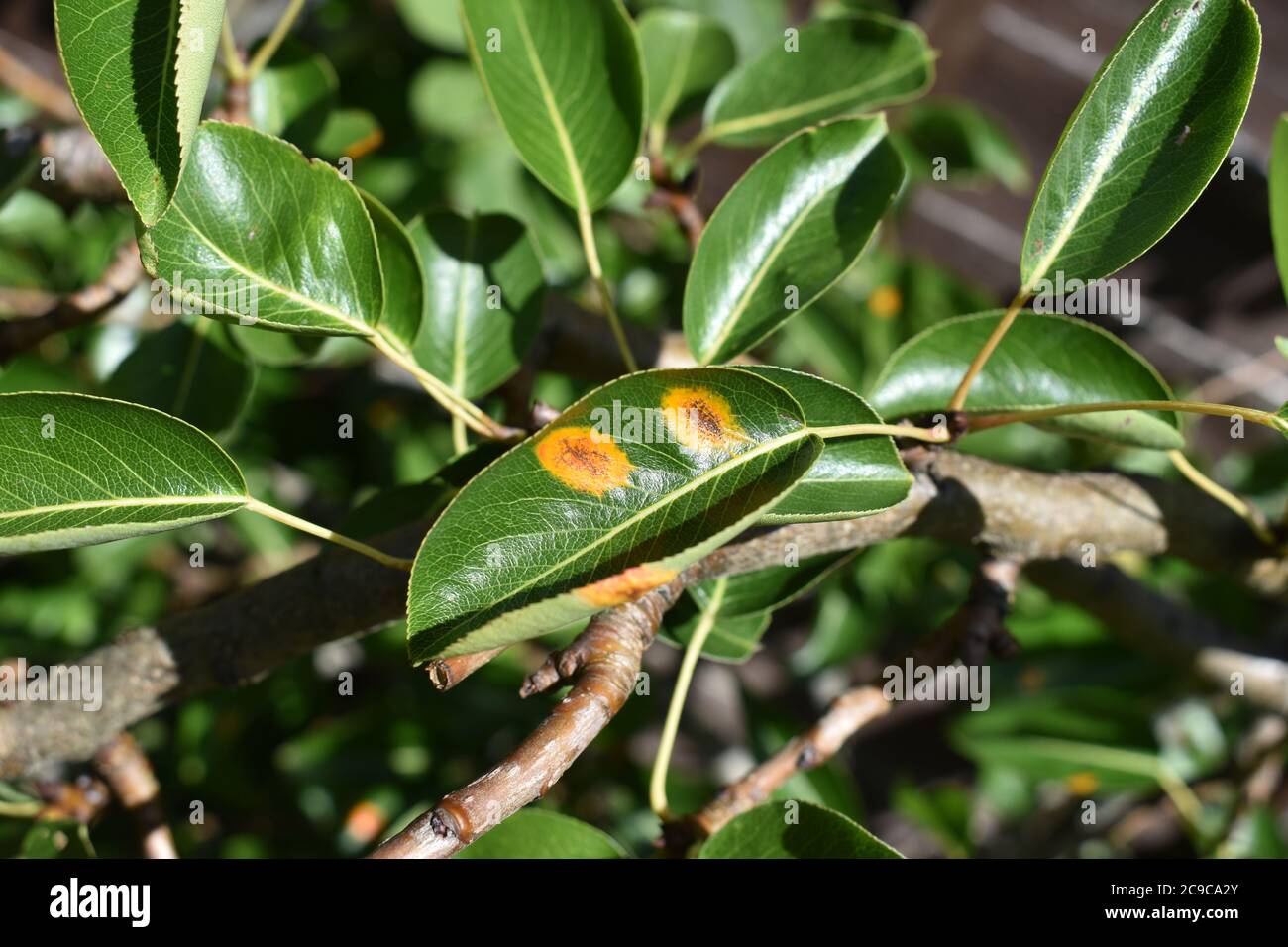 European pear rust - Gymnosporangium sabinae - on a pear tree.  This disease is caused by fungus. Stock Photo