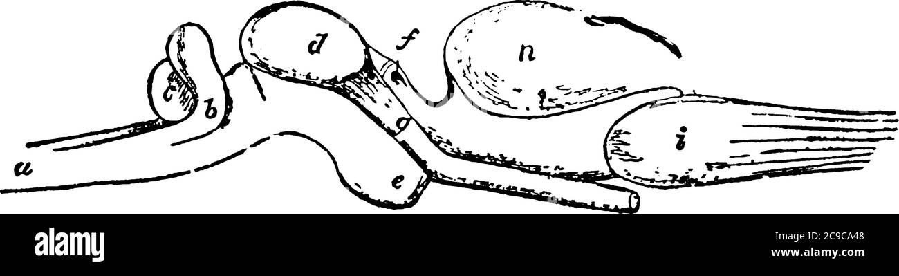 A typical representation of the lateral aspect of the brain of Polypterus, with the parts like medulia, corpora restiformia, cerebellum, lobi optici, Stock Vector