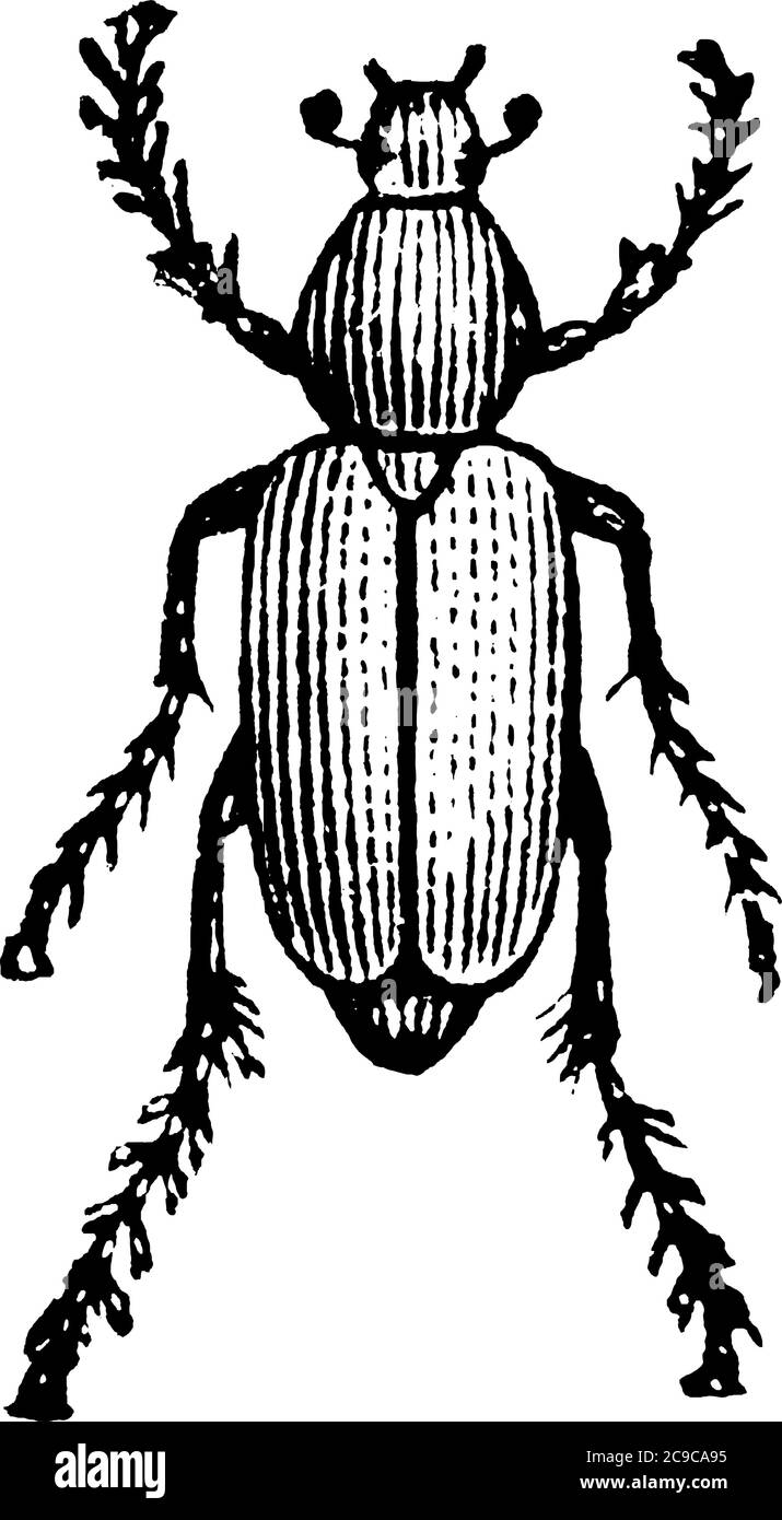 Rose Beetle, a common species which infests roses in the United States, have longitudinal stripes markings on their body, vintage line drawing or engr Stock Vector