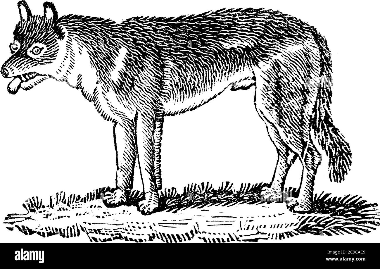 A typical representaion of a wolf, with long and bushy fur, less pointed ears and muzzles is a carnivorous mammal that lives and hunts in packs; often Stock Vector