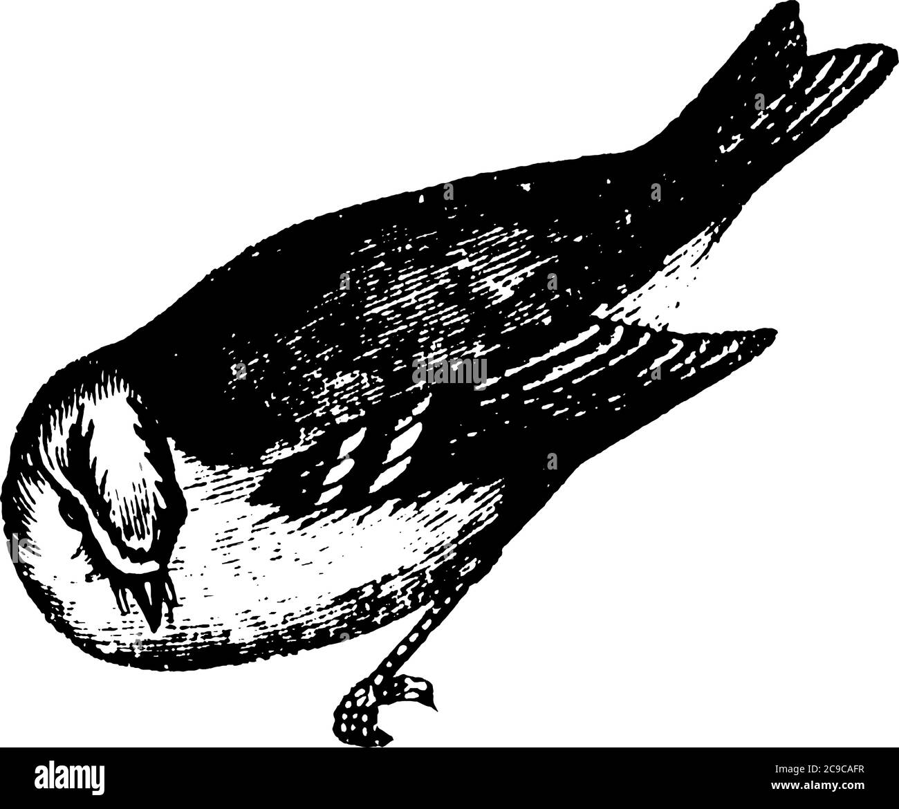 Small passerine birds with marginally decurved bills, like the Robin birds, considered as a sacred bird, vintage line drawing or engraving illustratio Stock Vector