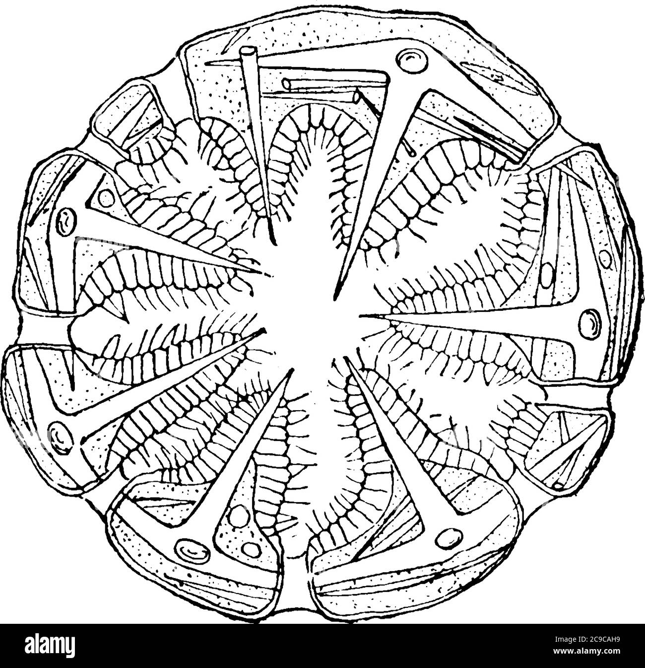 Sponge are multicellular aquatic organisms, members of the phylum Porifera. This figure represent Cross Section Sponge, vintage line drawing or engrav Stock Vector