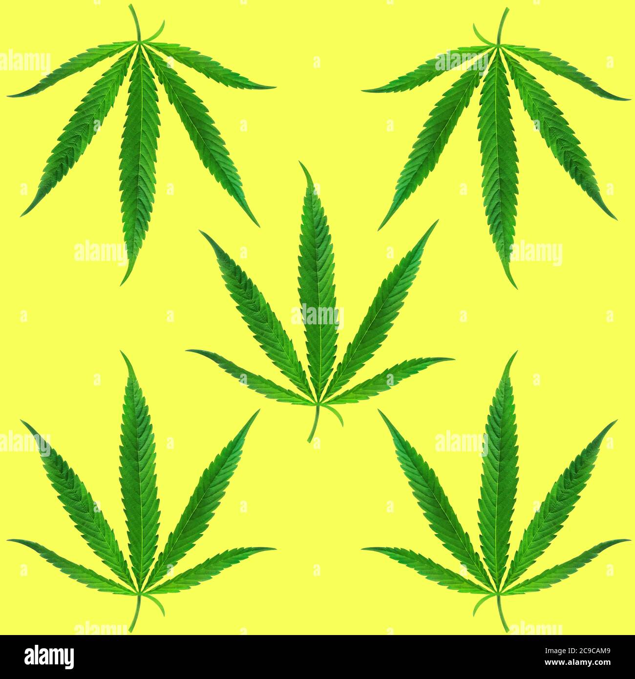https://c8.alamy.com/comp/2C9CAM9/marijuana-cannabis-isolated-leaves-seamless-pattern-2C9CAM9.jpg