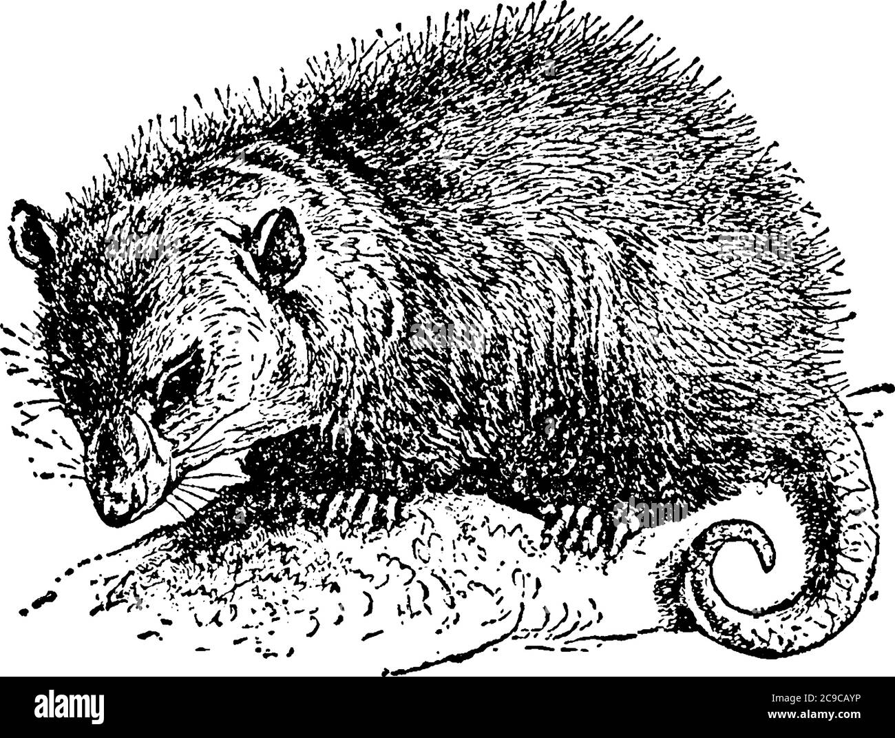 A north American rodent with hairy body, vintage line drawing or engraving illustration. Stock Vector