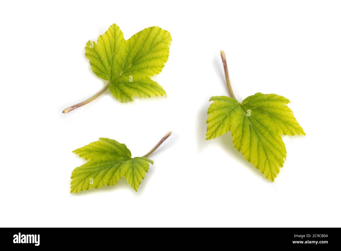 Black currant leaf set isolated on white background Stock Photo
