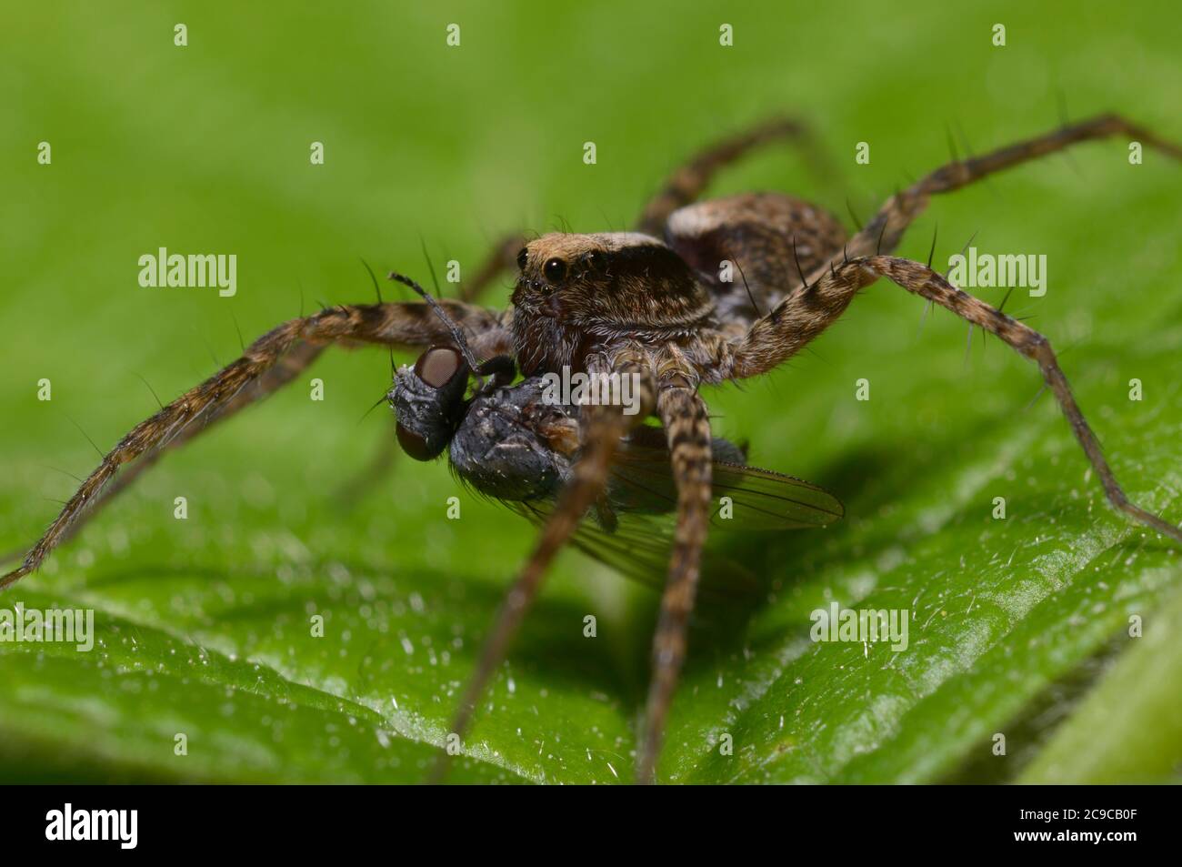 Last tango. Wolf spider, Lycosidae, sitting on a leaf and eating a fly Stock Photo
