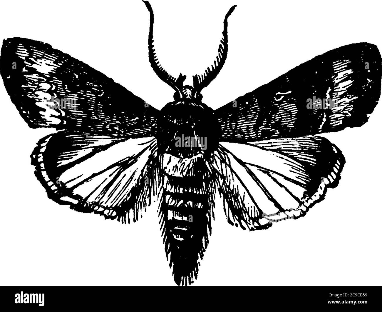 The greasy cutworm, Agrotis ypsilon species with dark mottled markings all over its body, vintage line drawing or engraving illustration. Stock Vector