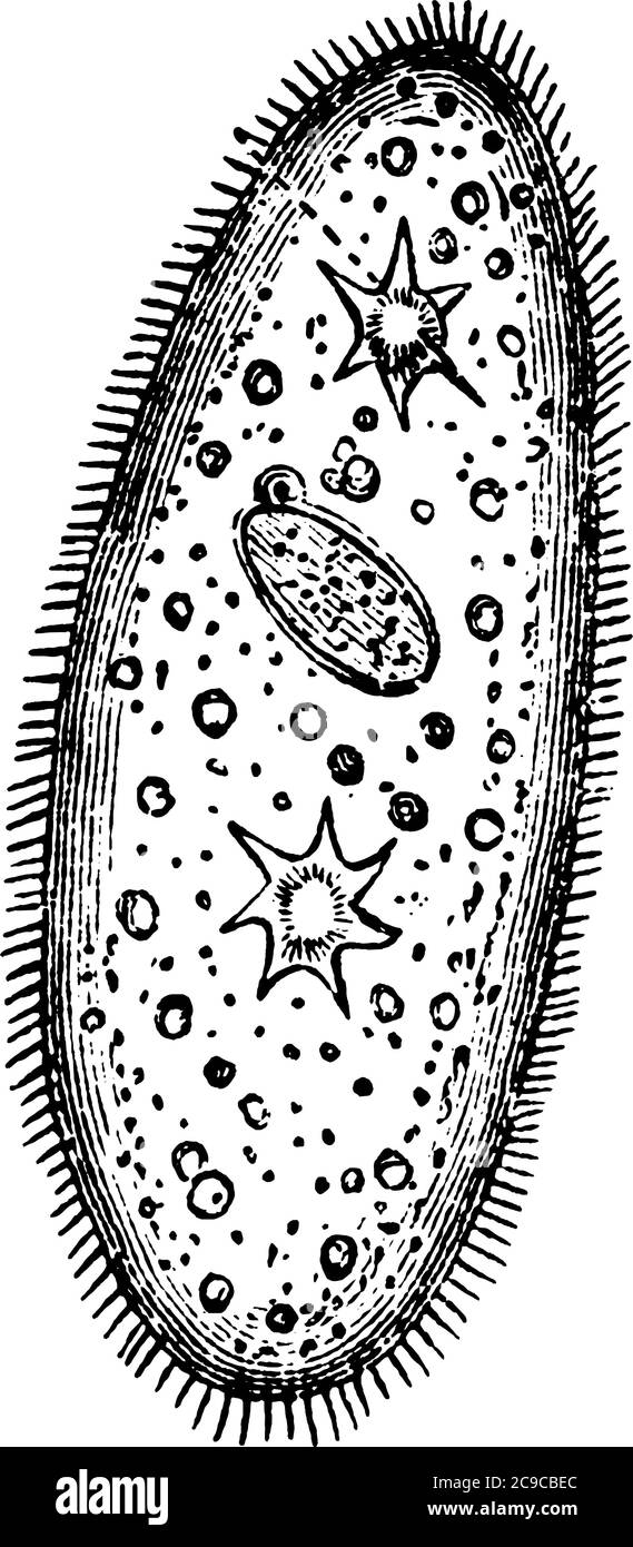 Paramecium is a genus of unicellular ciliates, vintage line drawing or engraving illustration. Stock Vector