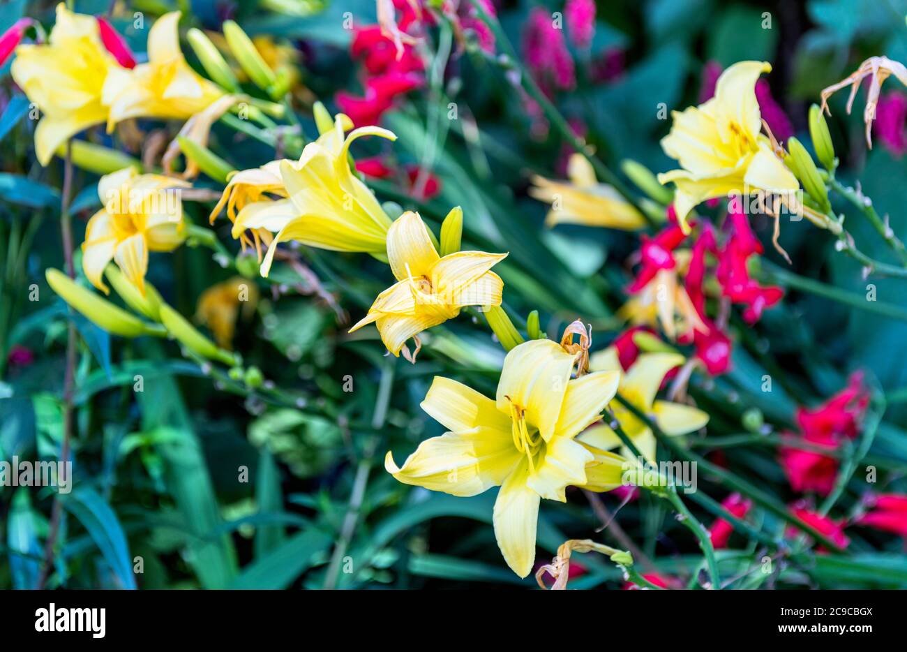 Daylilies  Hemerocallis UK Stock Photo