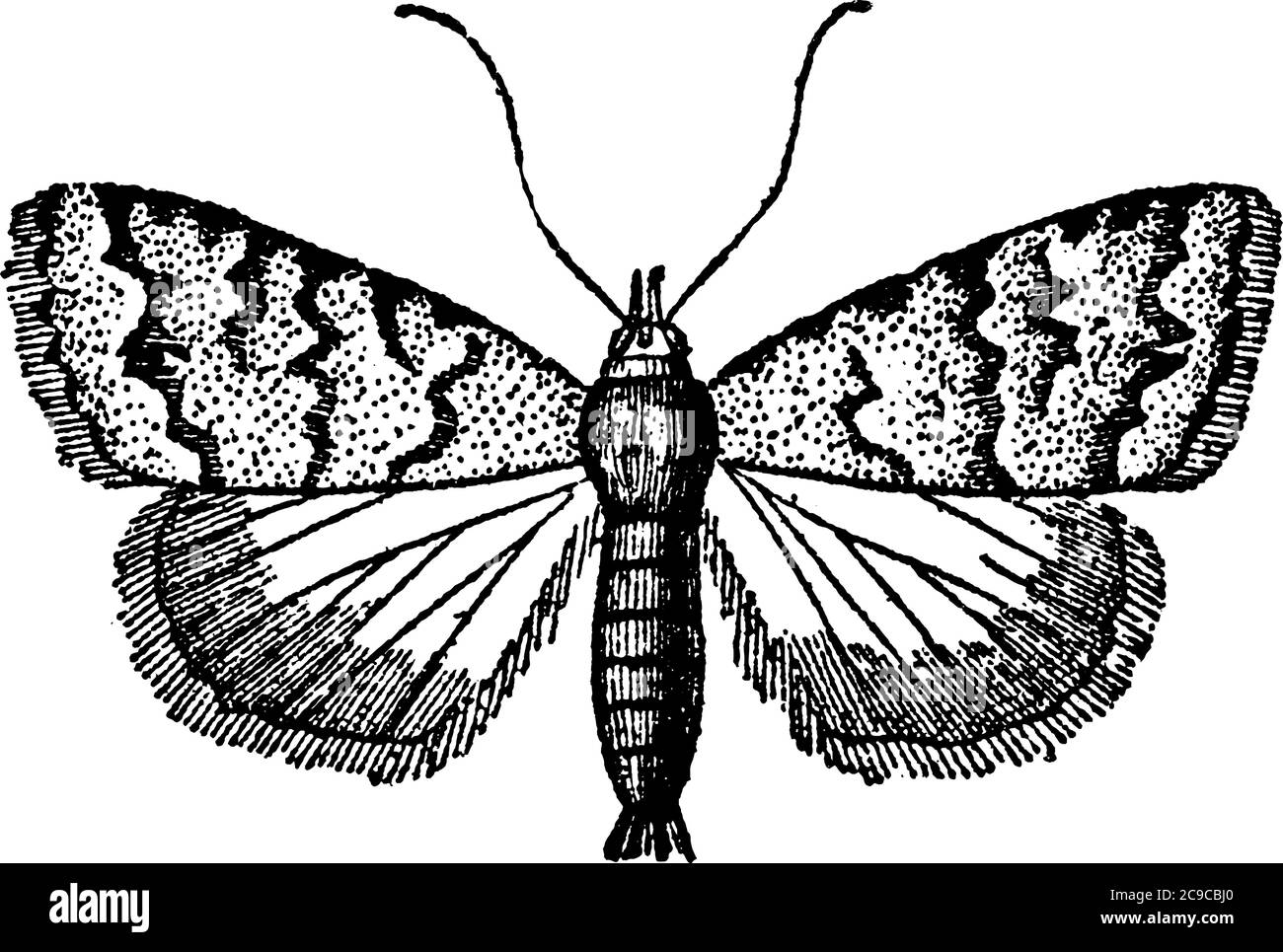 Pyralidina, a small moth with long slender bodies and large forewings with dark regular patterns and radial veins running through their hindwings, vin Stock Vector