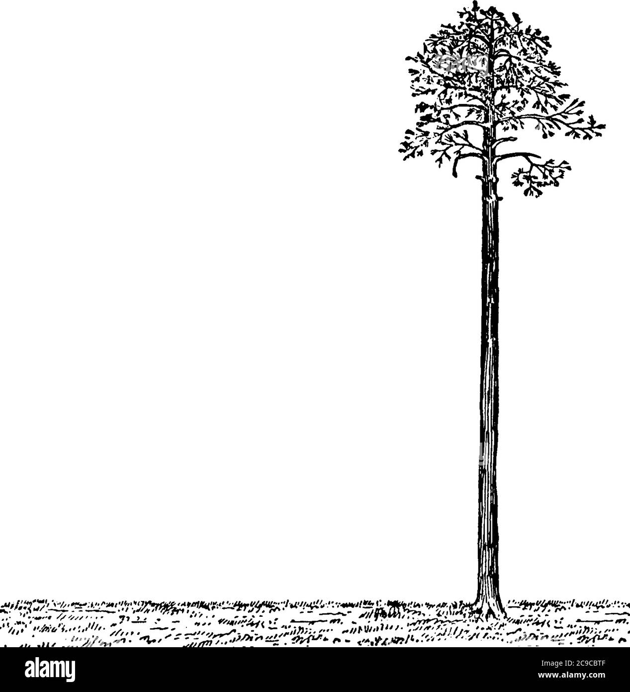 The tree is perfectly straight, as is the ground. This drawing could be used for shadow, proportion, trigonometric, or Pythagorean Theorem problems, v Stock Vector