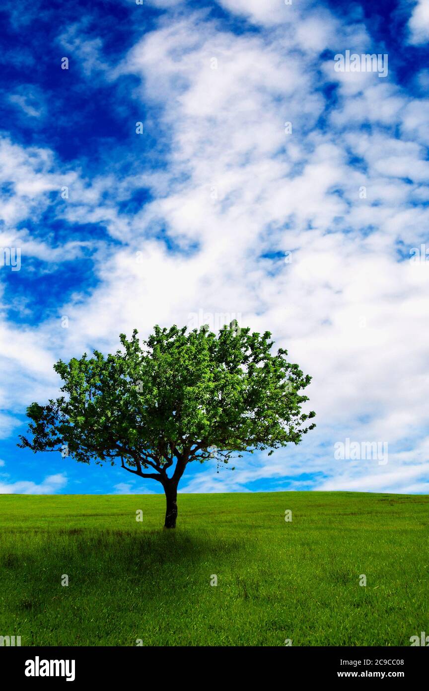 tree and field of grass with cloudy sky Stock Photo - Alamy