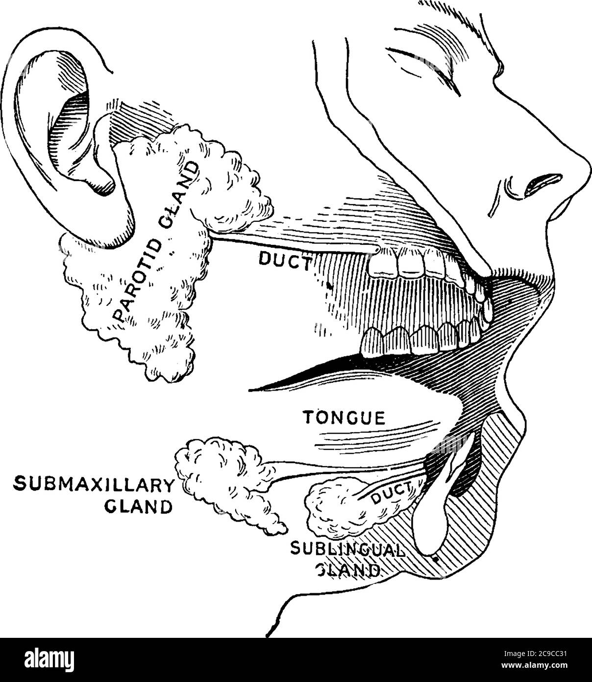 Food is moistened by saliva, while chewing, or spittle, which flows into the mouth from six little glands. These are known as salivary glands, three o Stock Vector