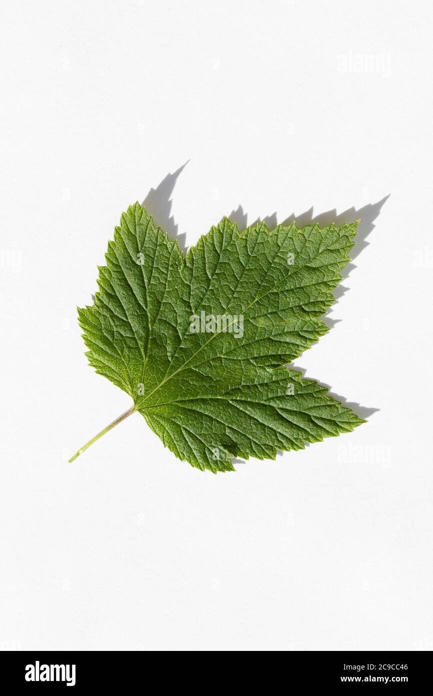 Blackcurrant leaf on white background with shadow macro photo. Stock Photo