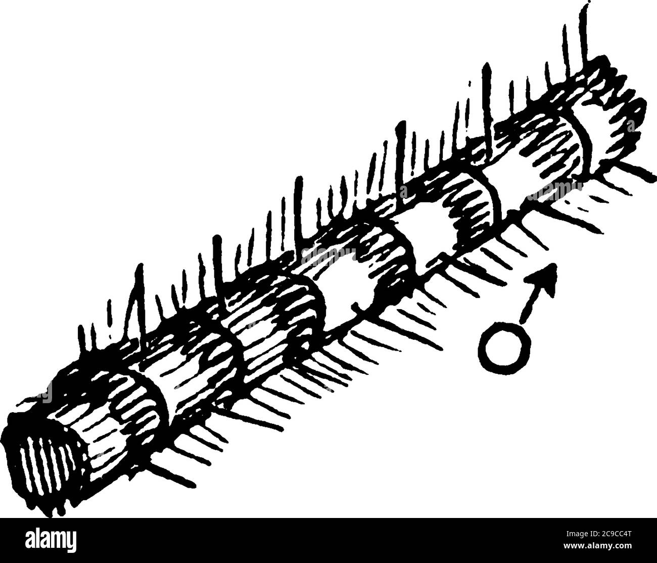 A male armyworm, Leucania unipuncta species, structural detail. The body has longitudinal stripes, segmented and somewhat cylindrical in shape, vintag Stock Vector