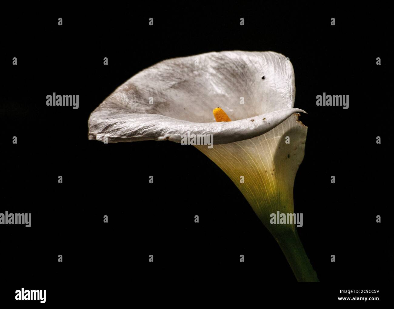 Calla Lily close up ,colour image Stock Photo