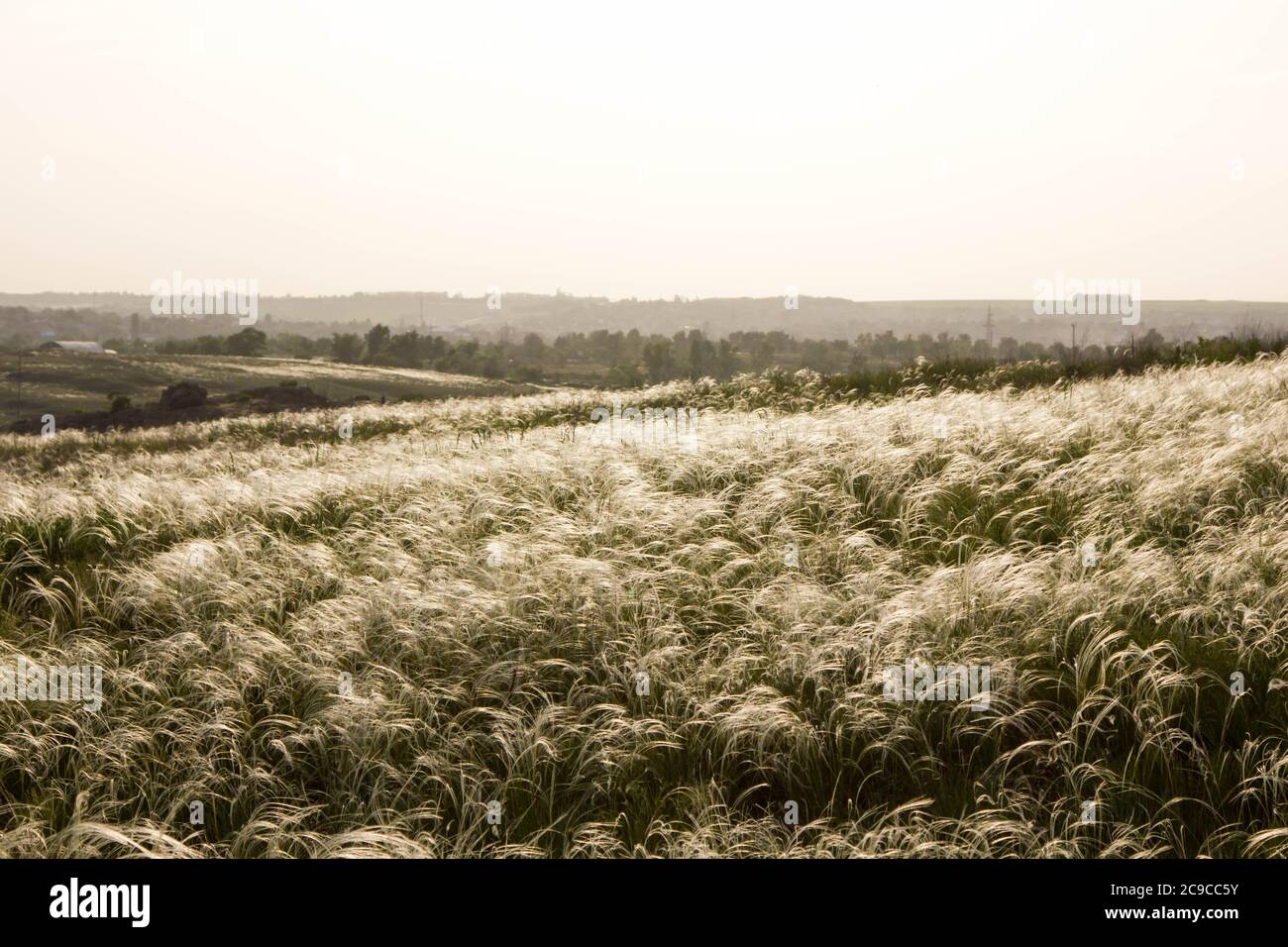 The field of the foremen during flowering. Space and summer. White sky and field Stock Photo