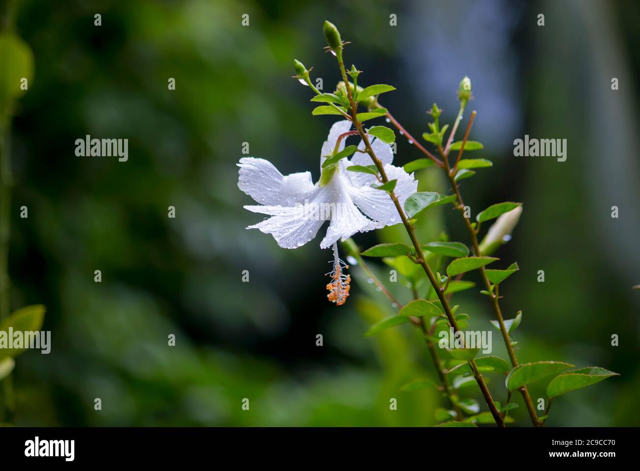 Close up on white rose with water drops Stock Photo