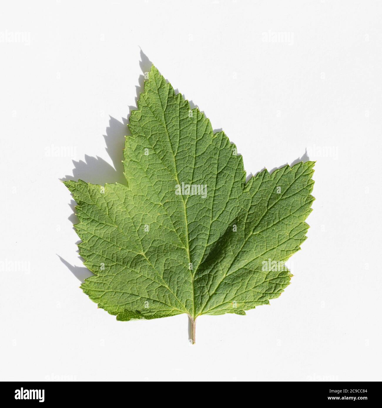 Fresh green currant leaf isolated on white background with shadow Stock Photo
