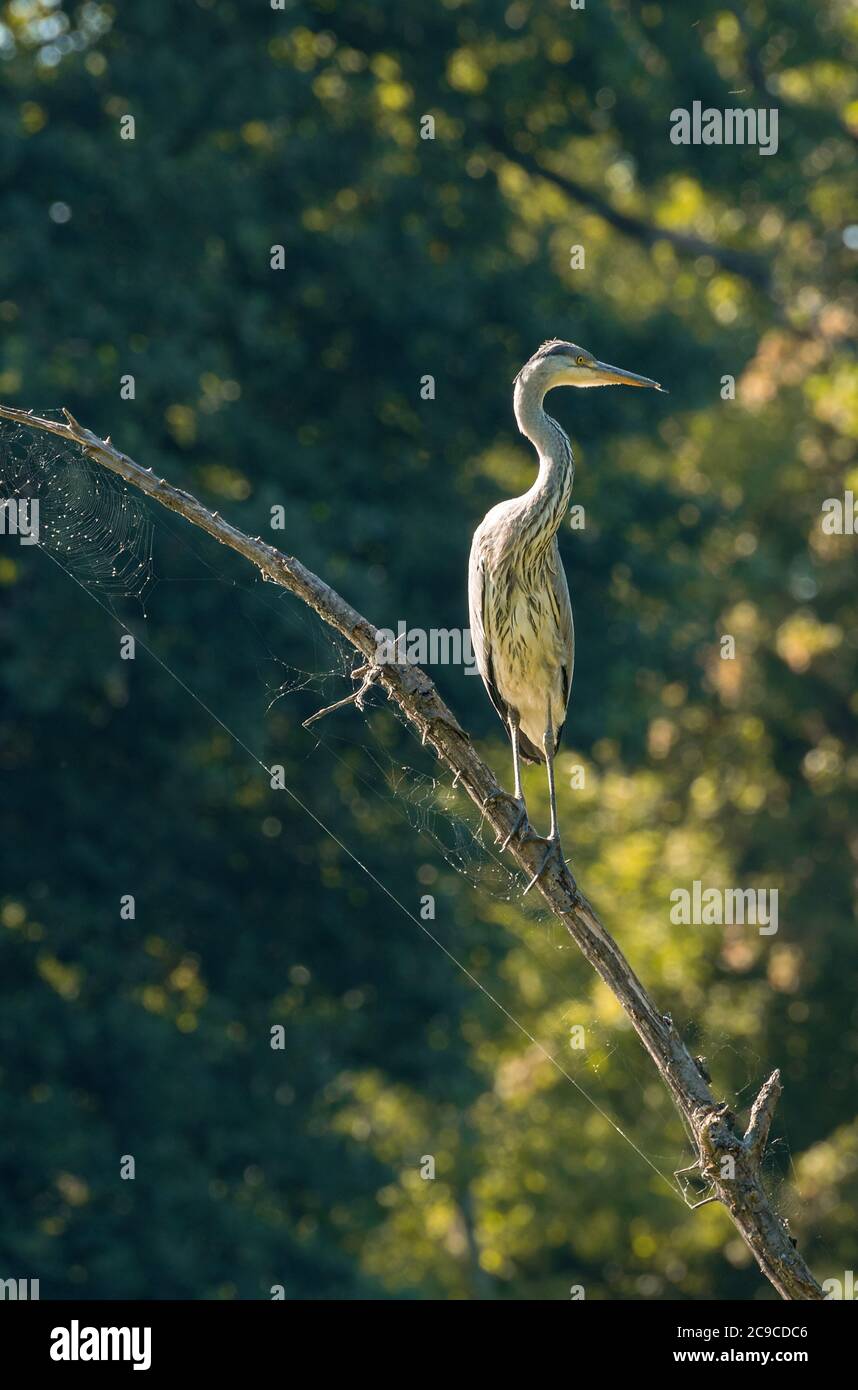 Gray heron, Ardea cinerea, on the branch of a dead tree Stock Photo