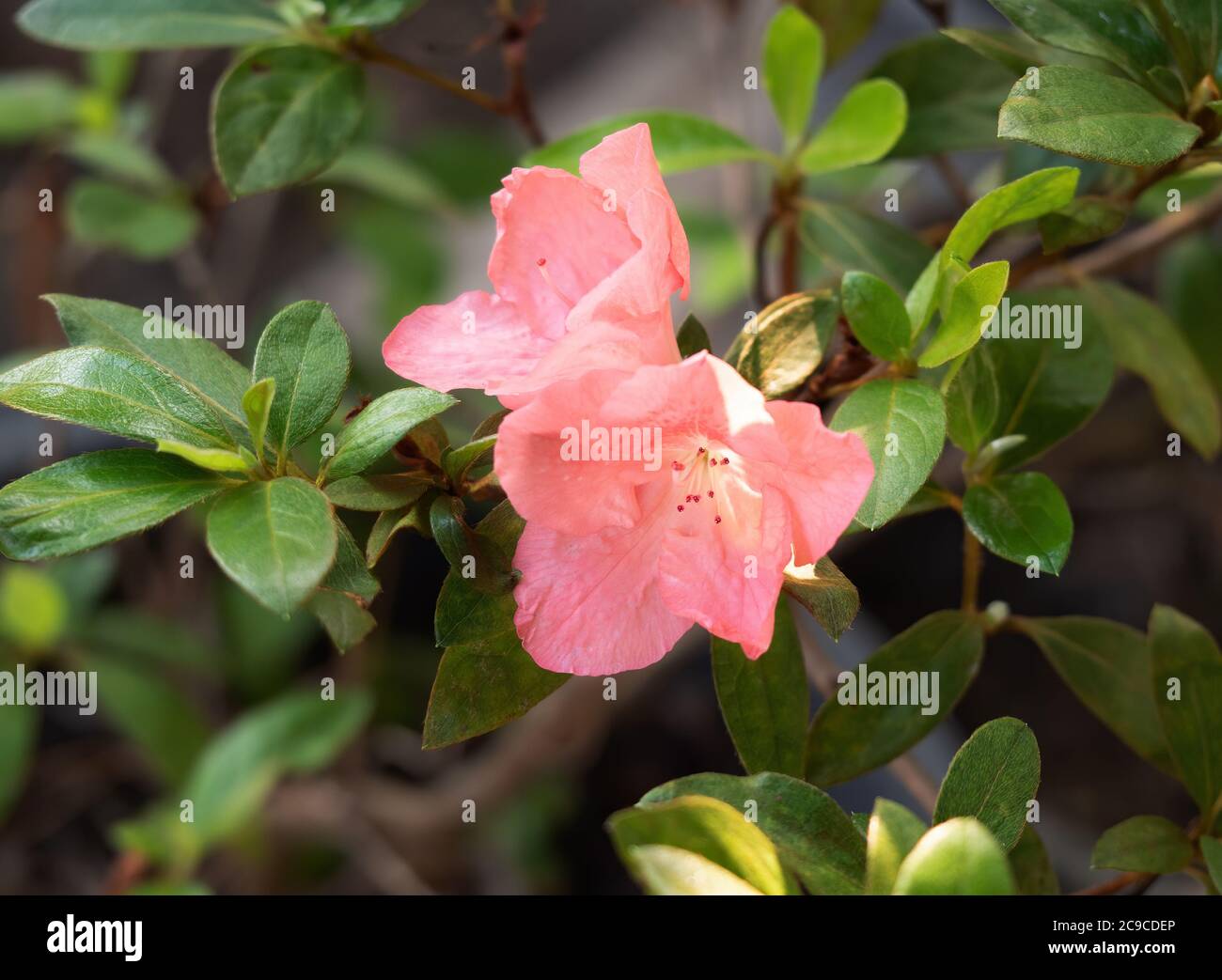 Closeup Pink Rhododendron Arboreum Flowers with Green Leaves Stock Photo