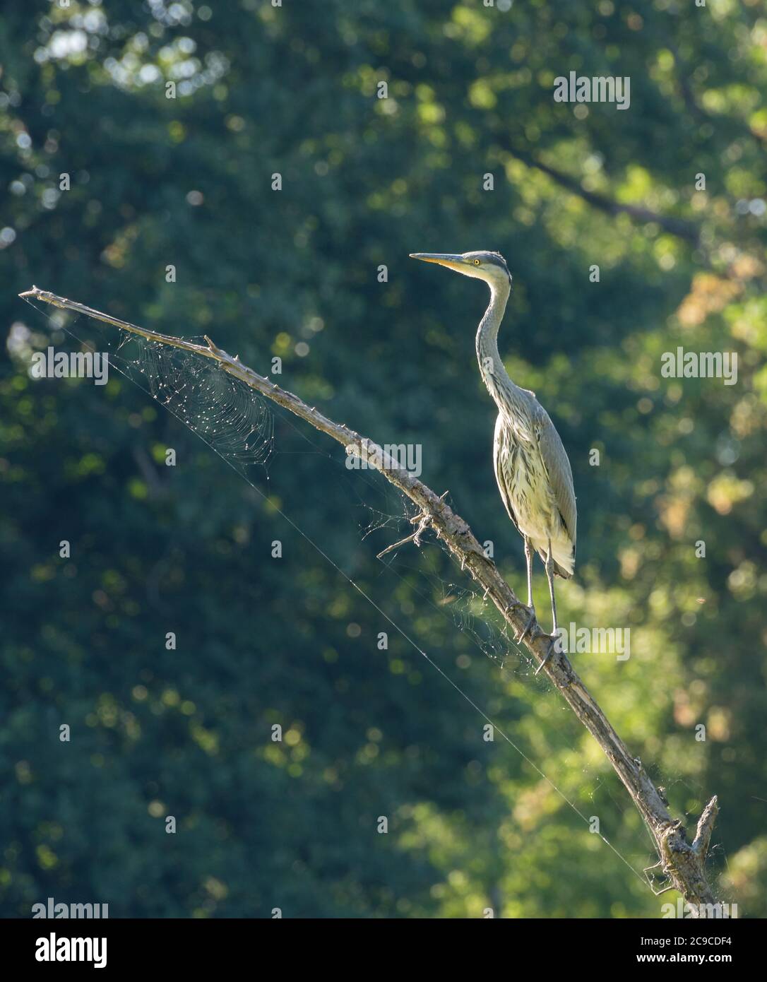 Gray heron, Ardea cinerea, on the branch of a dead tree Stock Photo