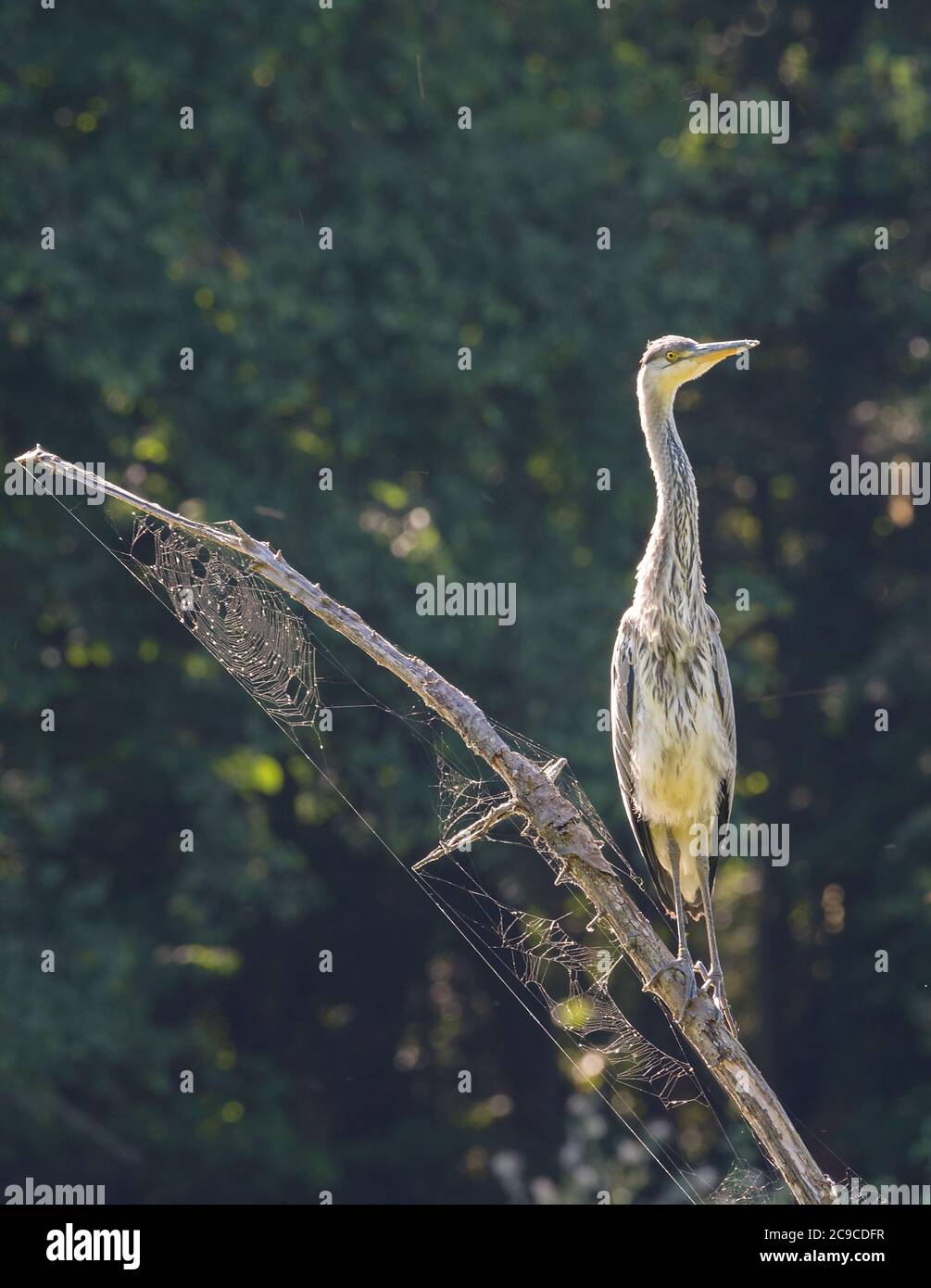 Gray heron, Ardea cinerea, on the branch of a dead tree Stock Photo