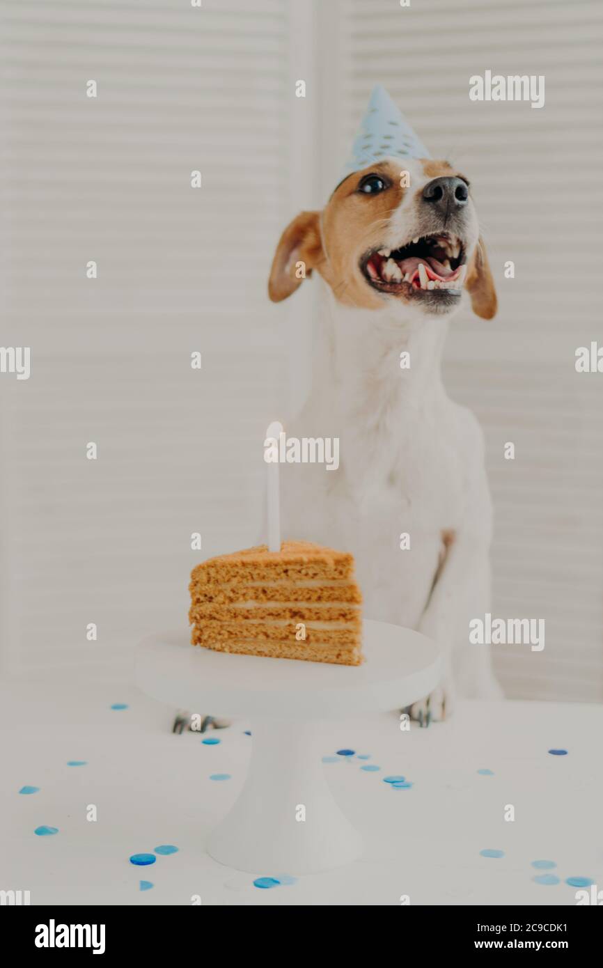 Vertical shot of jack russel terrier dog celebrates one year birthday, poses near delicious cake with burning candle, wears cone hat, enjoys party. Pe Stock Photo