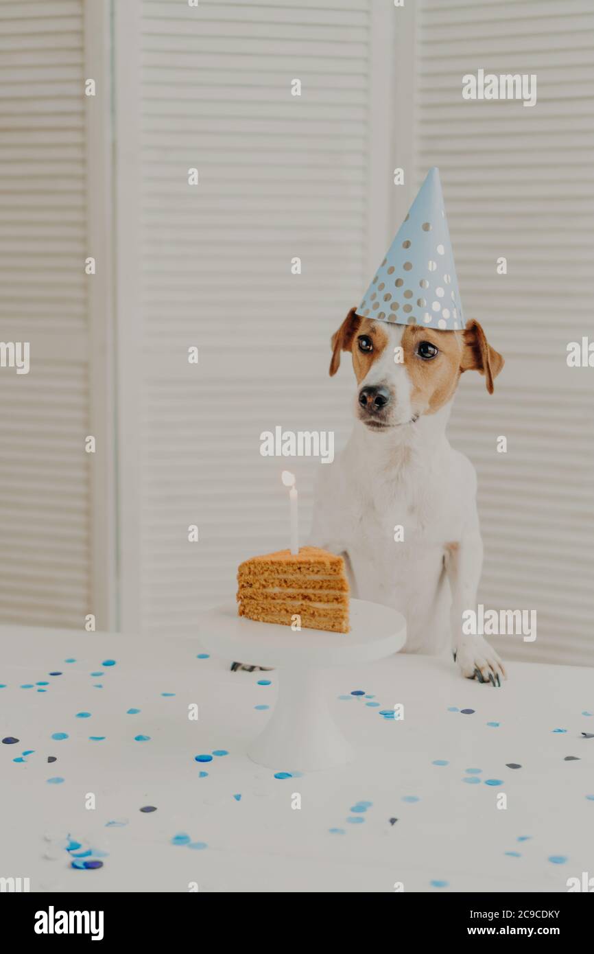 Birthday dog in cone hat, poses near birthday homemade cake with candle, being on animal party, looks somewhere aside, poses near table in cozy kitche Stock Photo