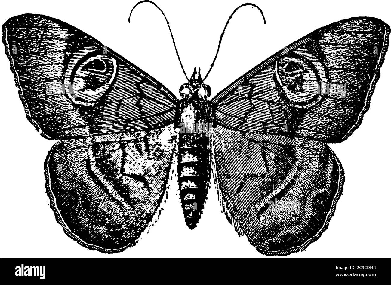 Nocturnal moths that have stout bodies and narrow forewings. Most of the insects are small and dull in their colors, while a few are among the largest Stock Vector