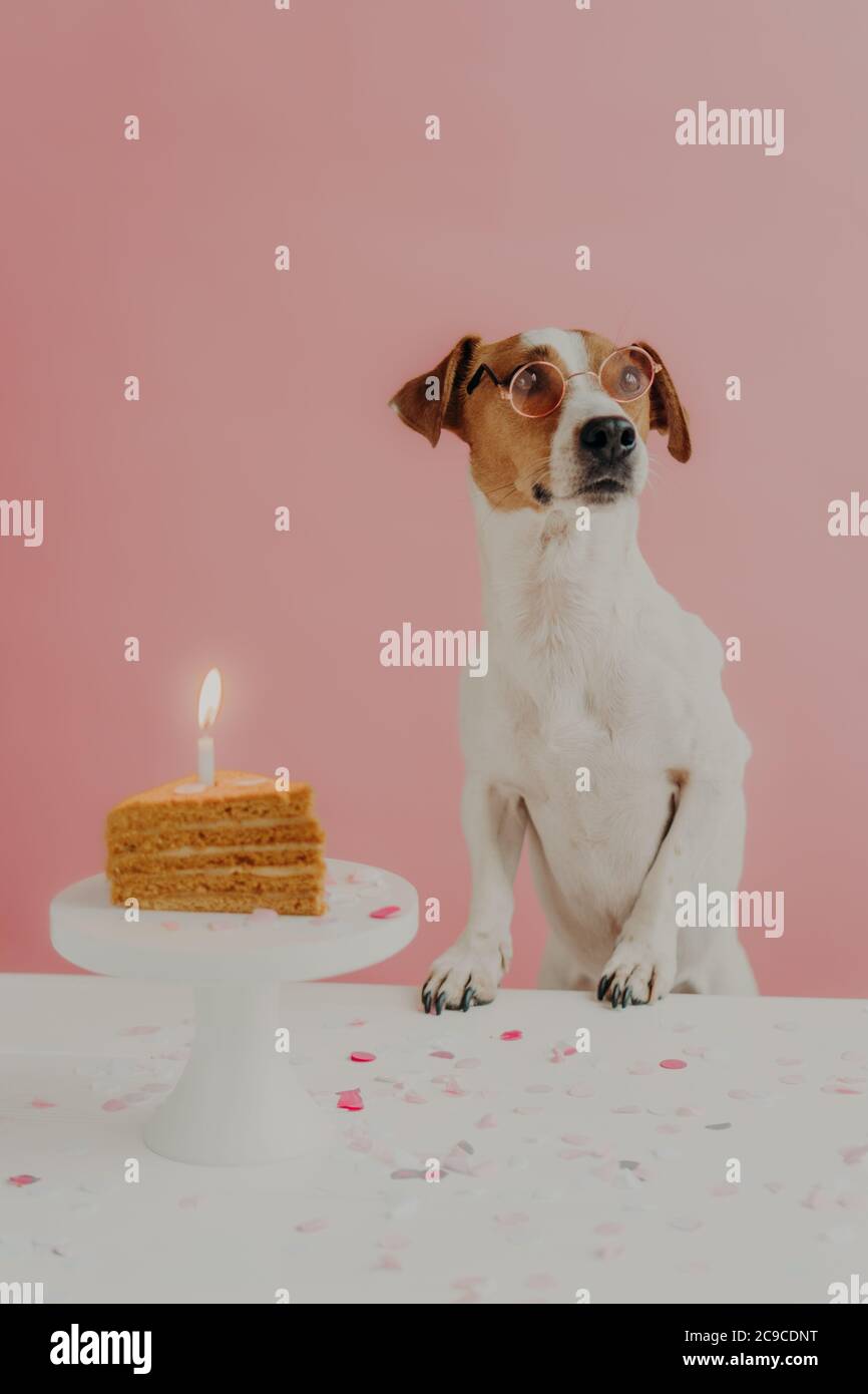 Dog birthday concept. Cute pedigree dog wears round spetacles, poses near festive cake with burning candle, enjoys party organized by owner, isolated Stock Photo